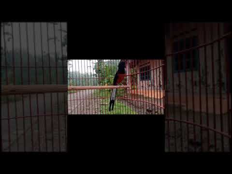 Video Story Wa Murai Batu Gantang Di Plas Semarang Mp3 Downloads