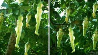 Mystery Tree That Bears Fruit In The Shape Of WOMEN Found Growing in Thailand