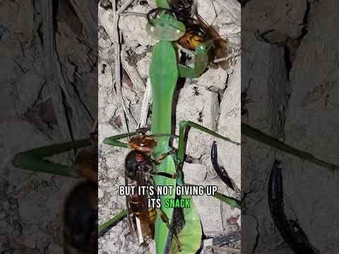Brutal Nature: Mantis Eats Hornet WHILE Being Eaten
