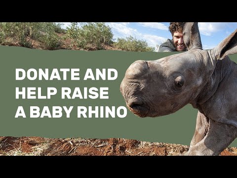 Our Orphan Baby Rhinos Are Hungry