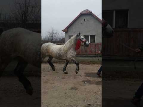 Caii lui Cristi din Cipau