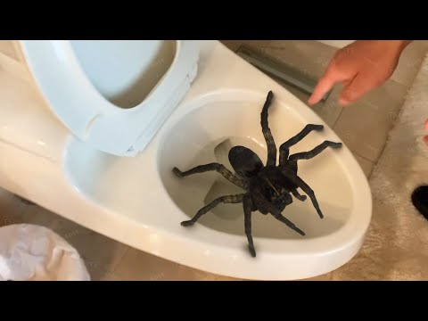 un ragno gigante ha cercato di MORDIRMI..