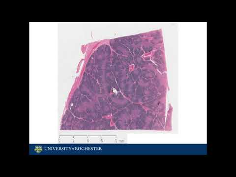 Histology of the Thymus