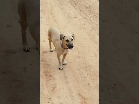 Mais um pitoco solto na velha cidade de Conceição do Araguaia