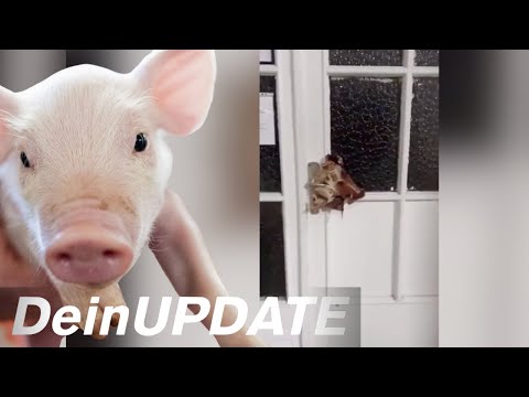 Ekelhaft: Schweinekopf an Tür von Islam-Verein gehängt | DeinUPDATE