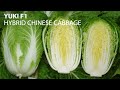 Fairbanks Seeds Yuki F1 Hybrid Chinese Cabbage