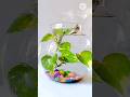 Money Plant Decor In Water Shorts Youtube Moneyplant