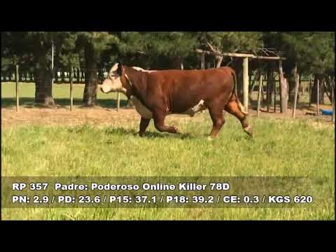 Lote 3 Toros Polled Hereford  2 años  Expo Minas