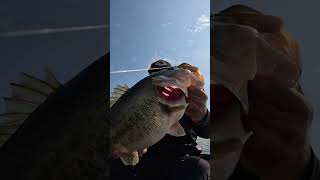 FISHING CHALLENGE | 10+ POUND BASS