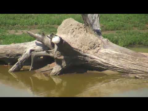 Djuma: Gray foam-nest tree frog nests at Vuyatela Pan - 14:52 - 01/08/19