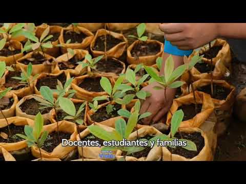 PÉRDIDA GRADUAL DE COBERTURA VEGETAL EN BARRIOS POPULARES SOLEDAD ATLÁNTICO 