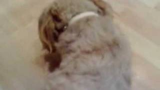 jade.wmv