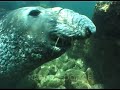 Northern Elephant Seal Mirounga Angustirostris Diving Playing With Diver