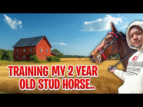 Training My 2-Year-Old Stud Horse (and He's Already a JERK)