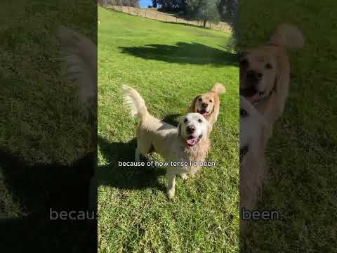 K9 Heaven 4