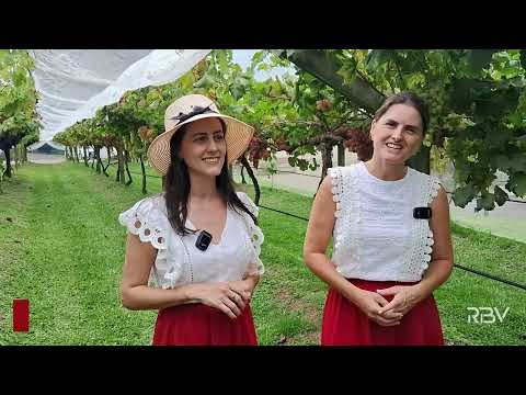 Arroio Trinta colhe bons frutos com a safra da uva