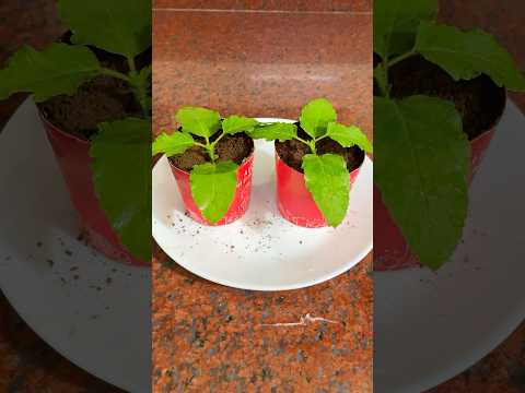 Chocolate flowerpot dessert for father-in-law #shorts #dessert #mithai #chocolate #food #recipe