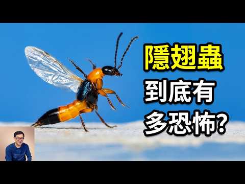 隱翅蟲素竟然比眼鏡蛇毒還致命？別怕被咬到，但千萬別拍牠！體液似強酸，傷口慘不忍睹！翅膀折疊、擬態螞蟻，全是黑科技！【老肉雜談】#知識 #動物 #生物 #科普 #昆蟲