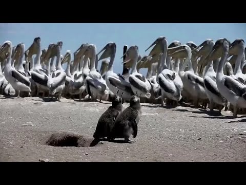 チリは絶滅の危機に瀕しているフンボルトペンギンを数える (Chile counts its endangered Humboldt penguins)
