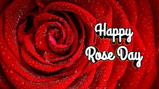 Happy Rose Day WhatsApp Status  Rose Day Status Vi