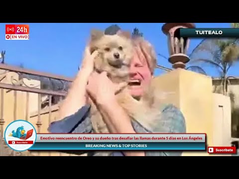 Emotivo reencuentro de Oreo y su dueño tras desafiar las llamas durante 5 días en Los Ángeles