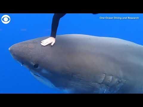 Divers swim with Great White shark