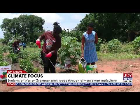 Climate Focus: Students of Wesley Grammar grow crops through climate-smart agriculture