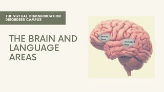 The Brain and Language Areas | Broca's & Wernicke's area | Angular & Supramarginal gyrus | MC & AC
