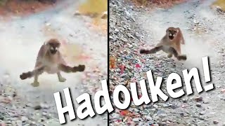 faze tari intalnire periculoasa cu o puma