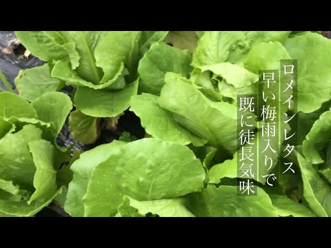 ロメイン・レタス 植物