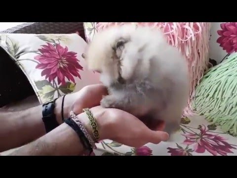 หมาพันธุ์เล็ก