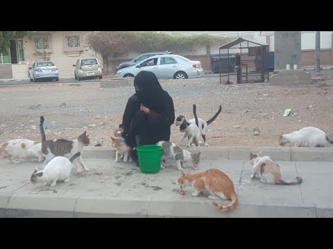 hungry cats Jeddah Al rehab