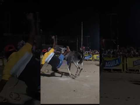 .carreras en burro - festival del burro - San Antero Córdoba.