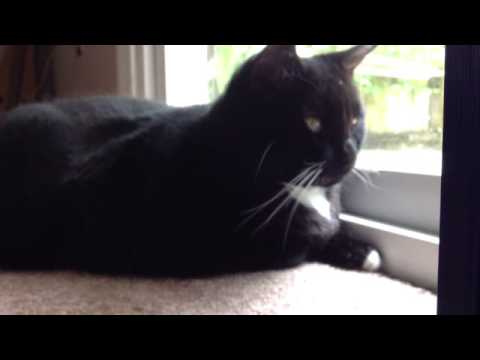 Doctor Mew Series 1 Episode 3 TARDIS Theif