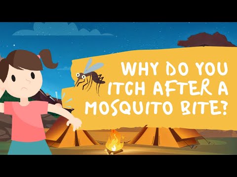 #KidZone - Why do you Itch after a Mosquito Bite?