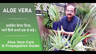 How to grow Aloe Vera Plant at home I एलोवेरा की देखभाल और प्रोपागेट कैसे करें? Taarun Chopraa