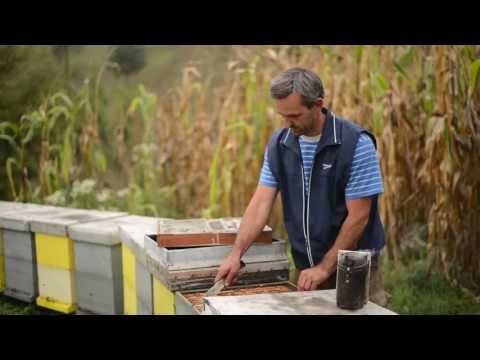 mocznanja.ba: Uvod u pčelarstvo