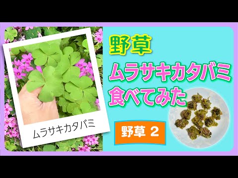 スイバ、カタバミ