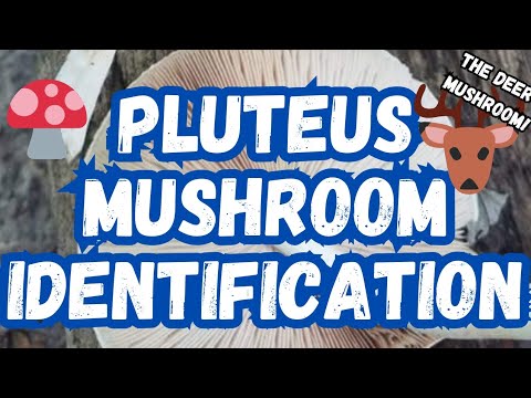 Pluteus Mushroom Identification!🍄🦌 #thedeermushroom #mushrooms #fungi #foraging #food #nature