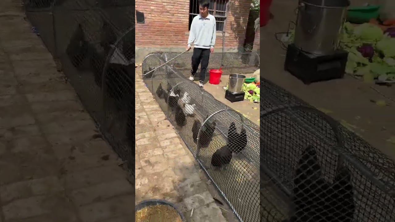 🐔🚀 Genius Tunnel Chicken Run! Smart Farming Idea 🔥 #PoultryFarming #chicken #villagelife