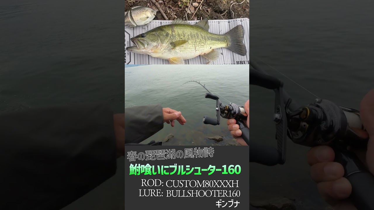 春の琵琶湖はブルシューター鮒カラー！ #バス釣り #琵琶湖 #ブルシューター