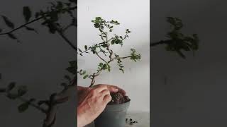 Download lagu BIKIN BONSAI ITU MUDAH LILIT KAWAT TEKUK KIRI DAN KANAN mp3