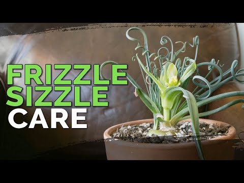 Albuca Spiralis Care | 'Frizzle Sizzle' Plant
