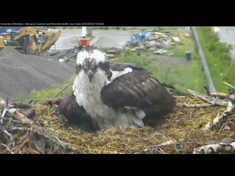 Hellgate ospreys 5.9.16 739pm Iris laid her 4th egg **Change video setting to 750 HD**