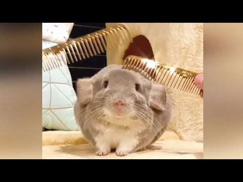 Compilation de chinchillas drôles et mignons / animaux de compagnie drôles