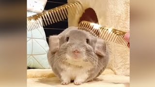 Miniature vidéo
