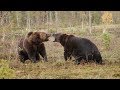 Intense Scrap Between Two Brown Bears