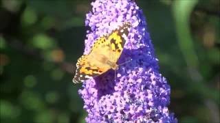 Tom Waits - So it goes - Lullaby