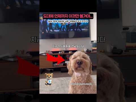 BTS 2.0 뮤비를 보다가 강아지를 지치게 만든 여자