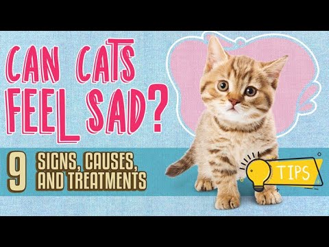 Can Cats Feel Sad? 😿 9 Signs + Causes, and Treatments
